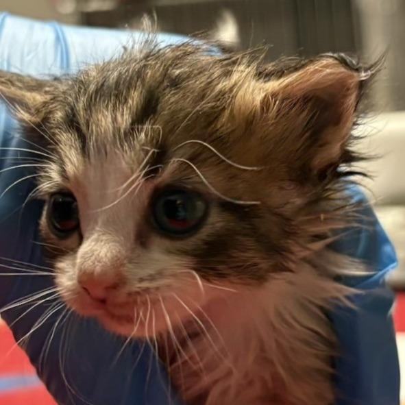 Enlarge Bounce, a Adoptable Domestic Short Hair in Knoxville, TN image 1/1