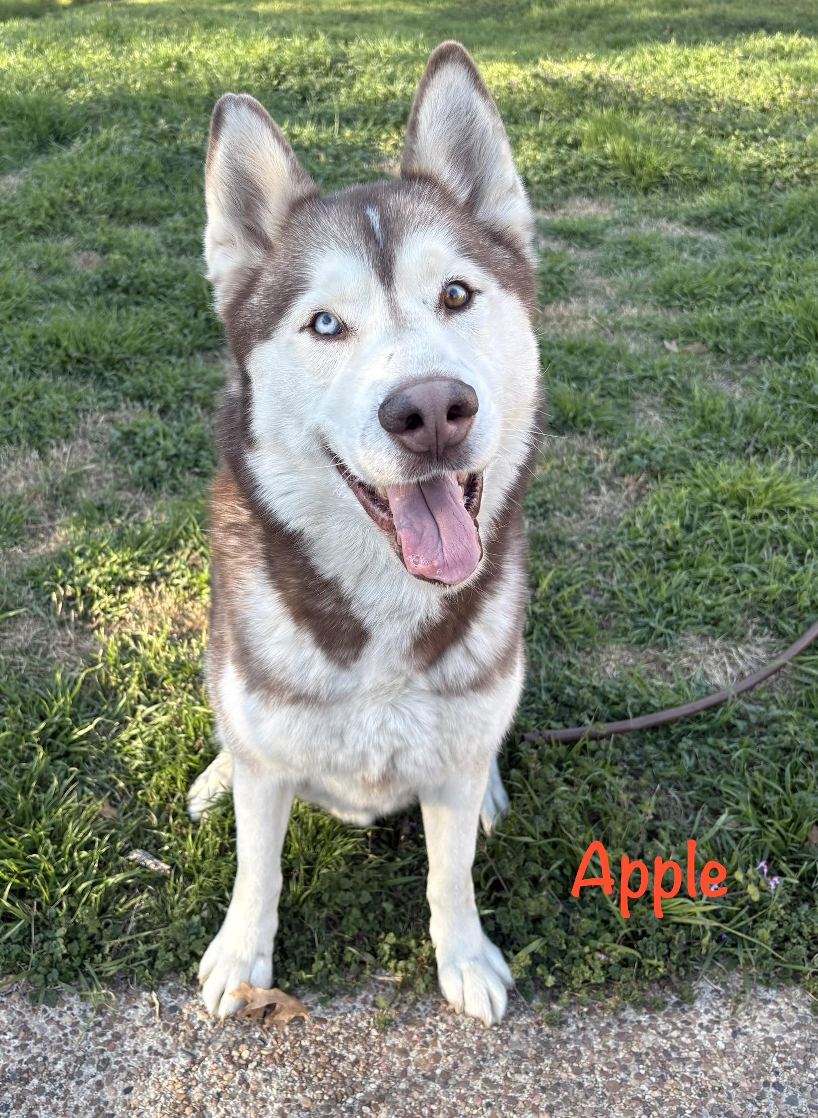 Yappie, an adopted mixed breed in Clive, IA image 5/6