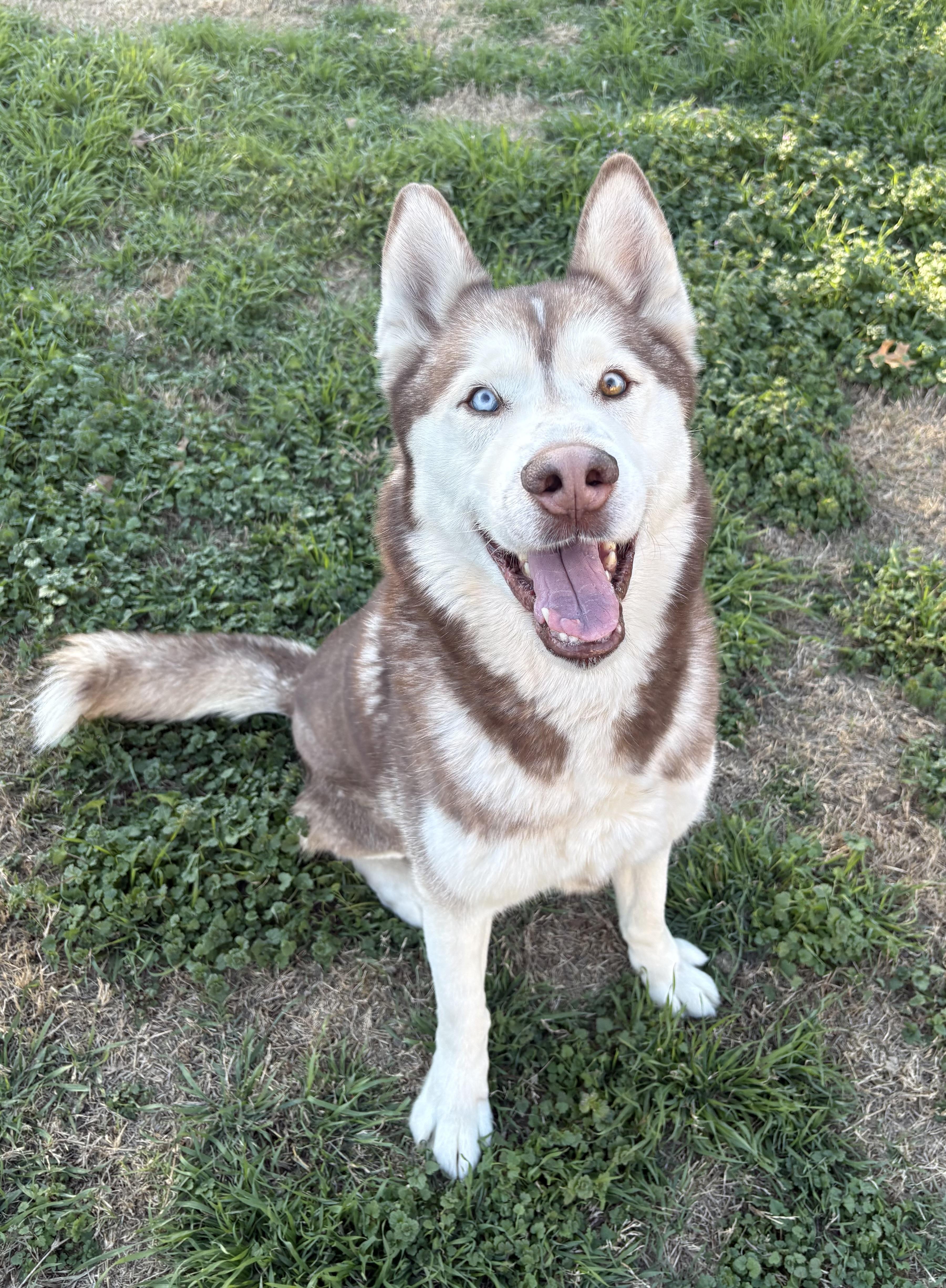 Yappie, an adopted mixed breed in Clive, IA image 3/6