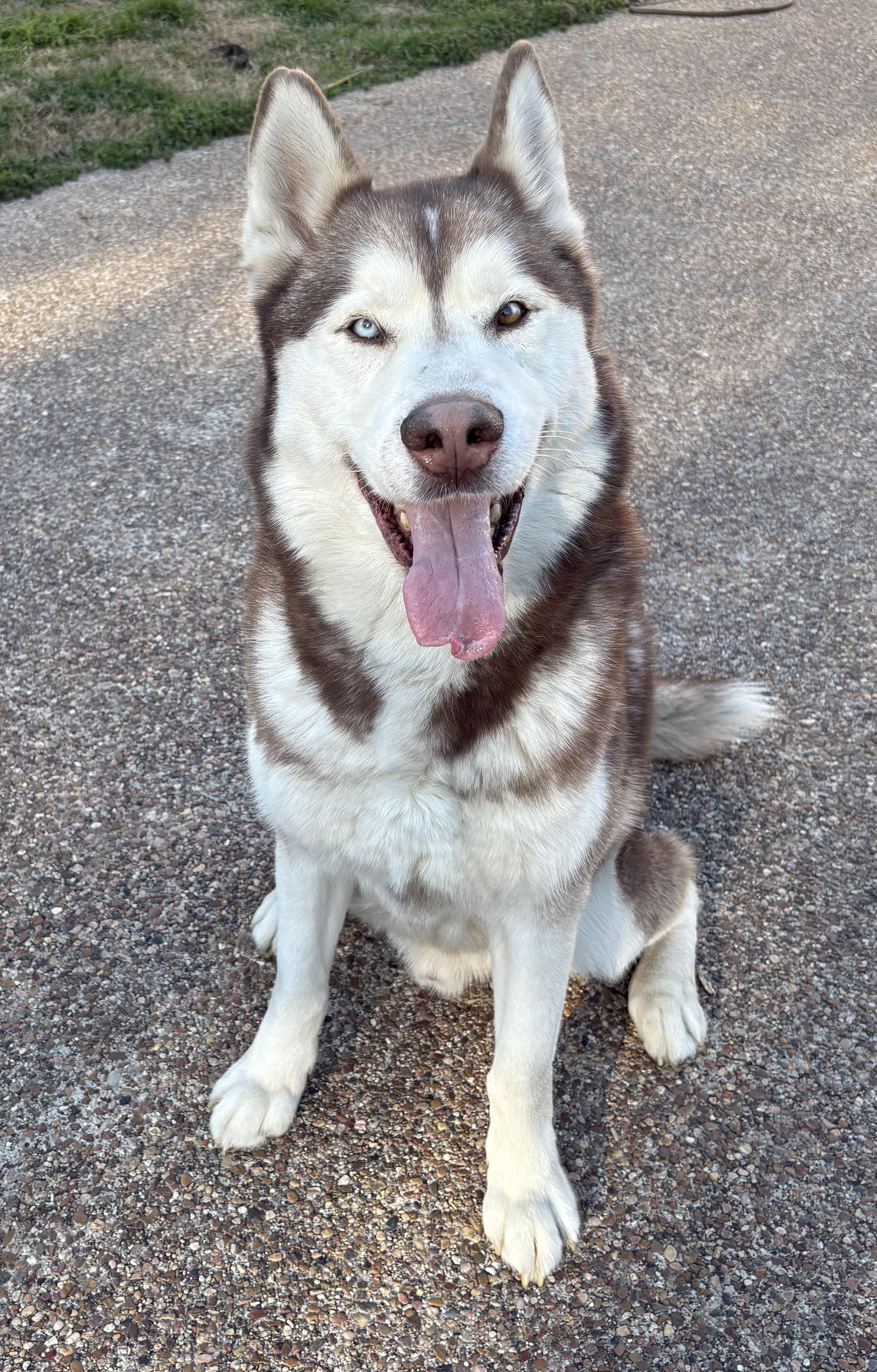 Yappie, adopted, Adult Male Husky.