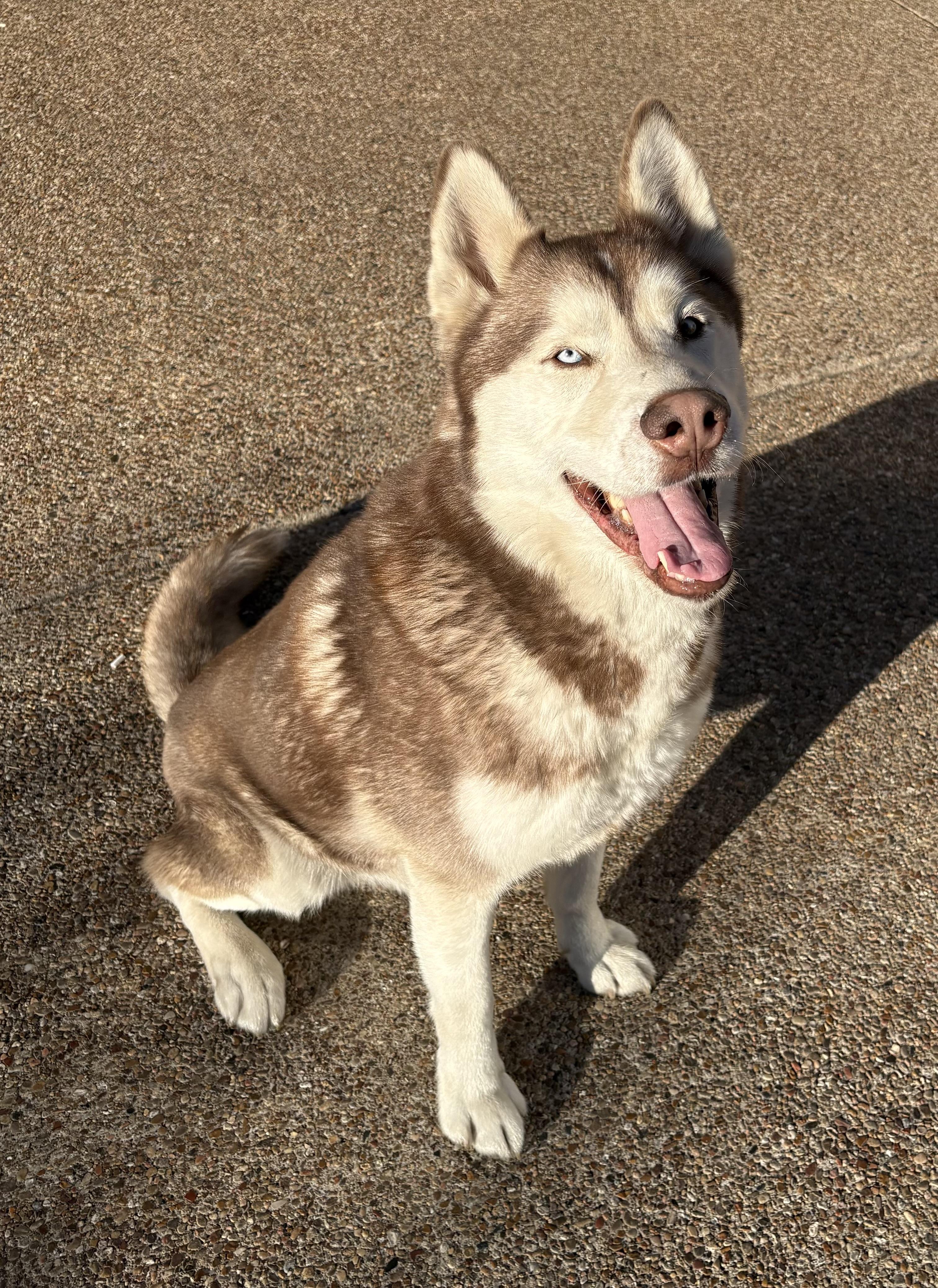 Yappie, an adopted mixed breed in Clive, IA image 2/6