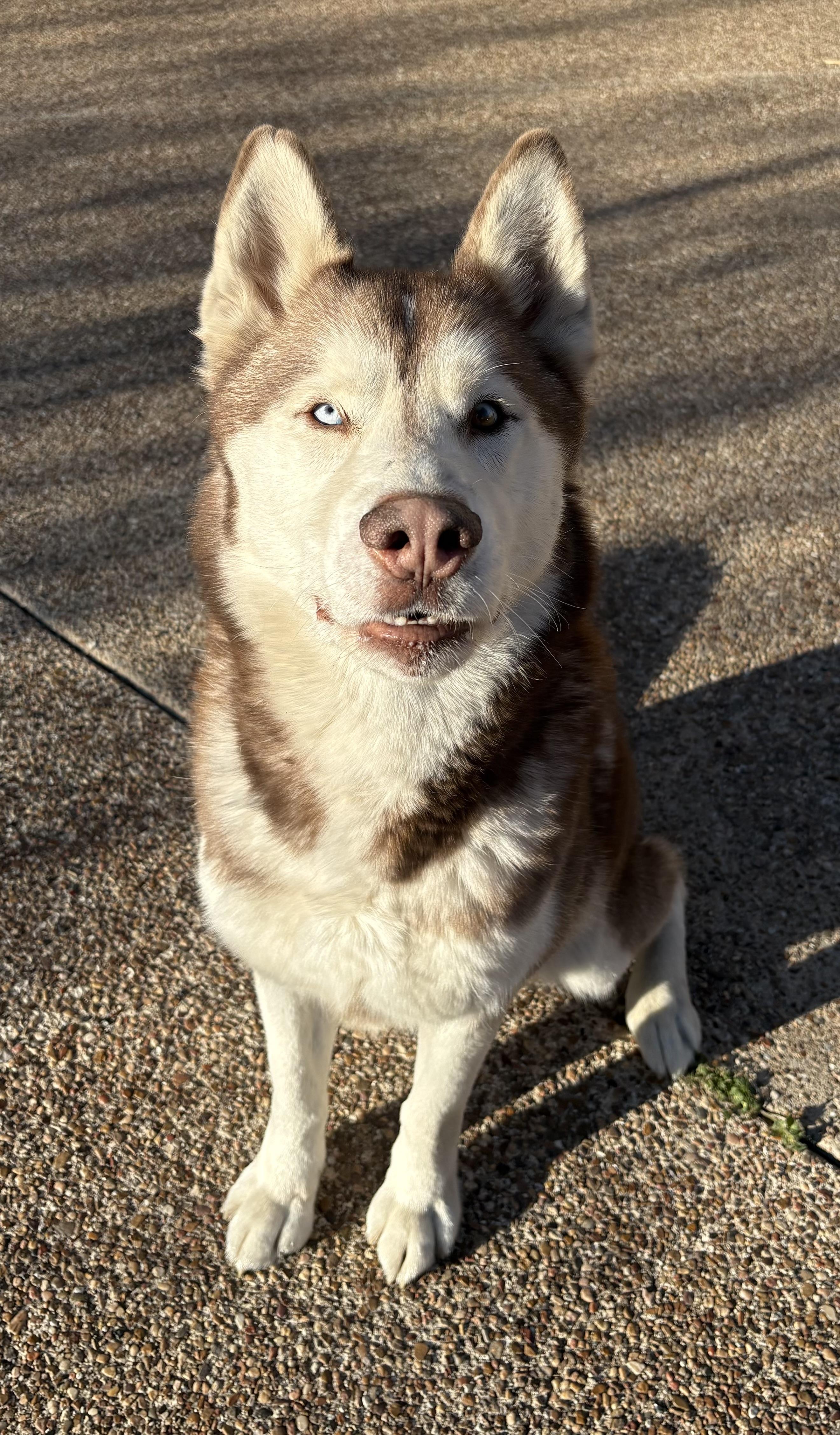 Yappie, an adopted mixed breed in Clive, IA image 4/6