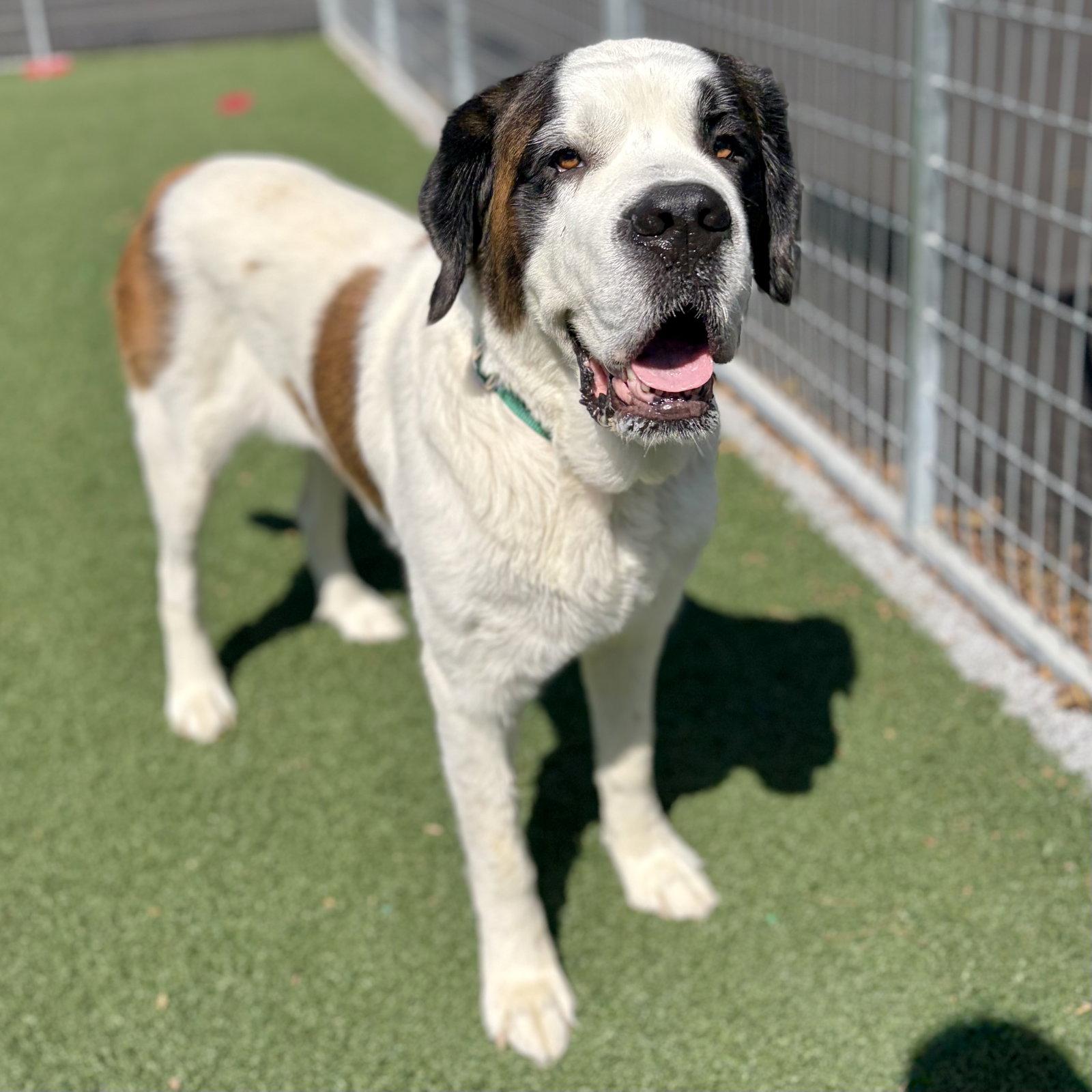 Minnie, Adoptable, Senior Female Saint Bernard.