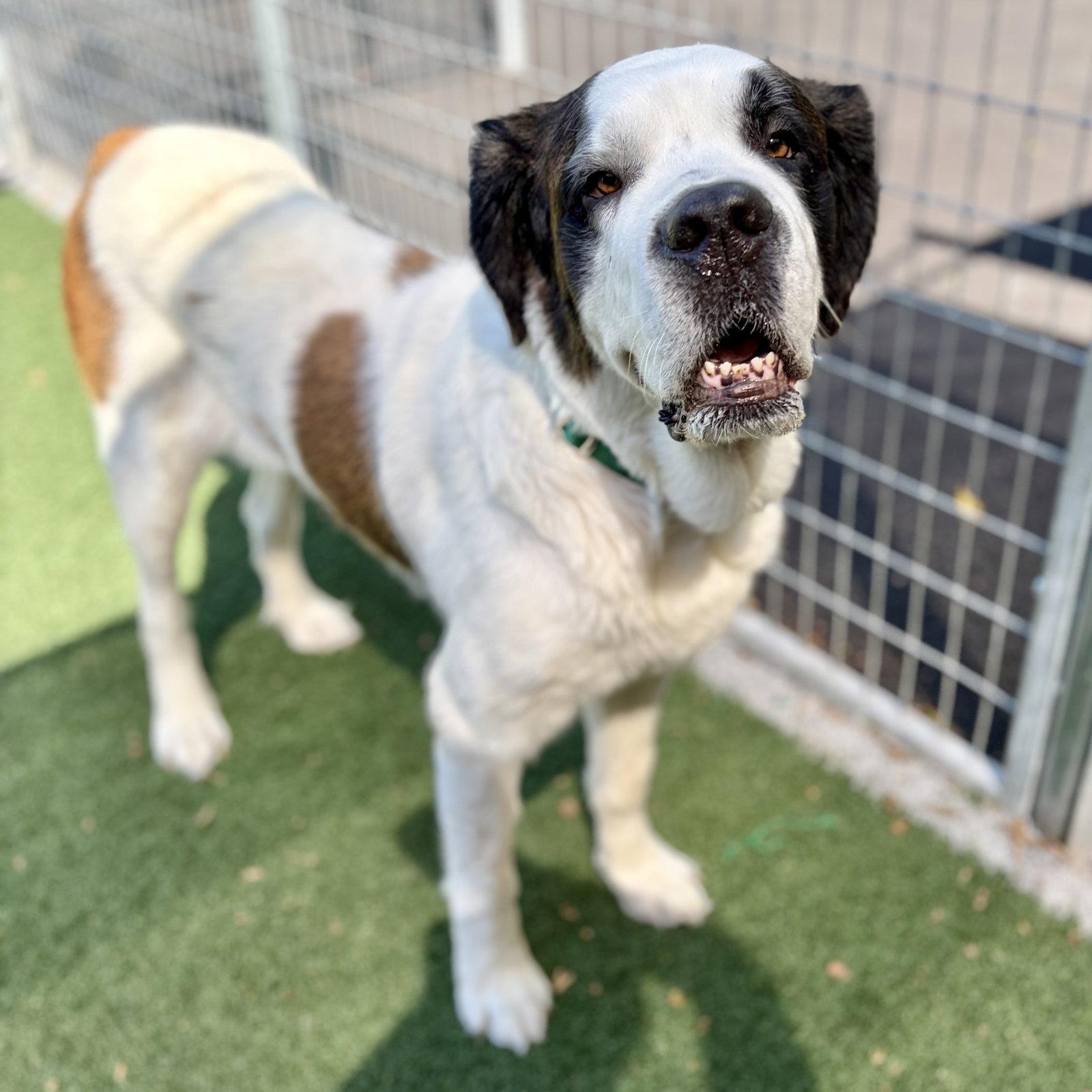 Enlarge Minnie, a Adoptable Saint Bernard in Whitehall, PA image 2/3
