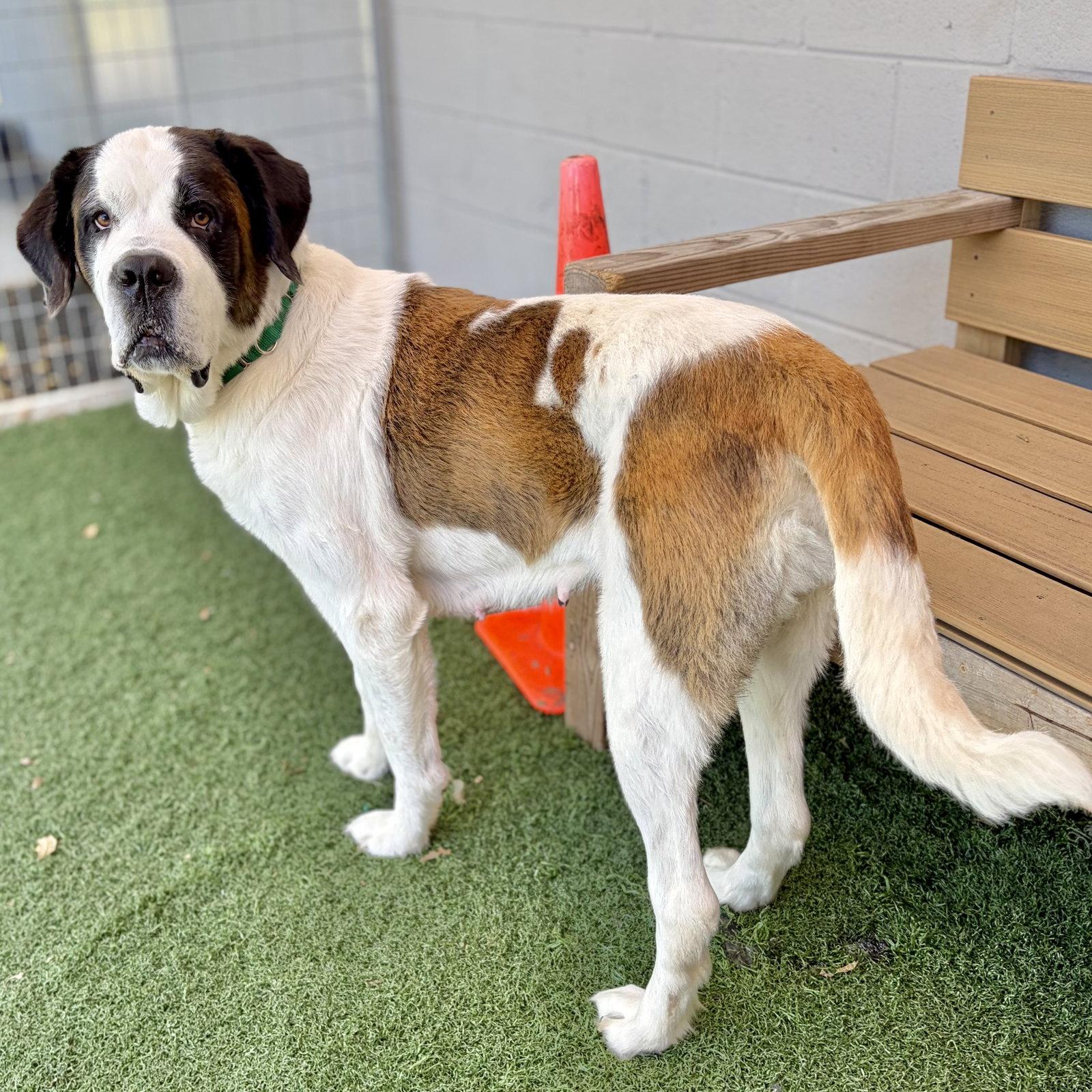 Enlarge Minnie, a Adoptable Saint Bernard in Whitehall, PA image 3/3