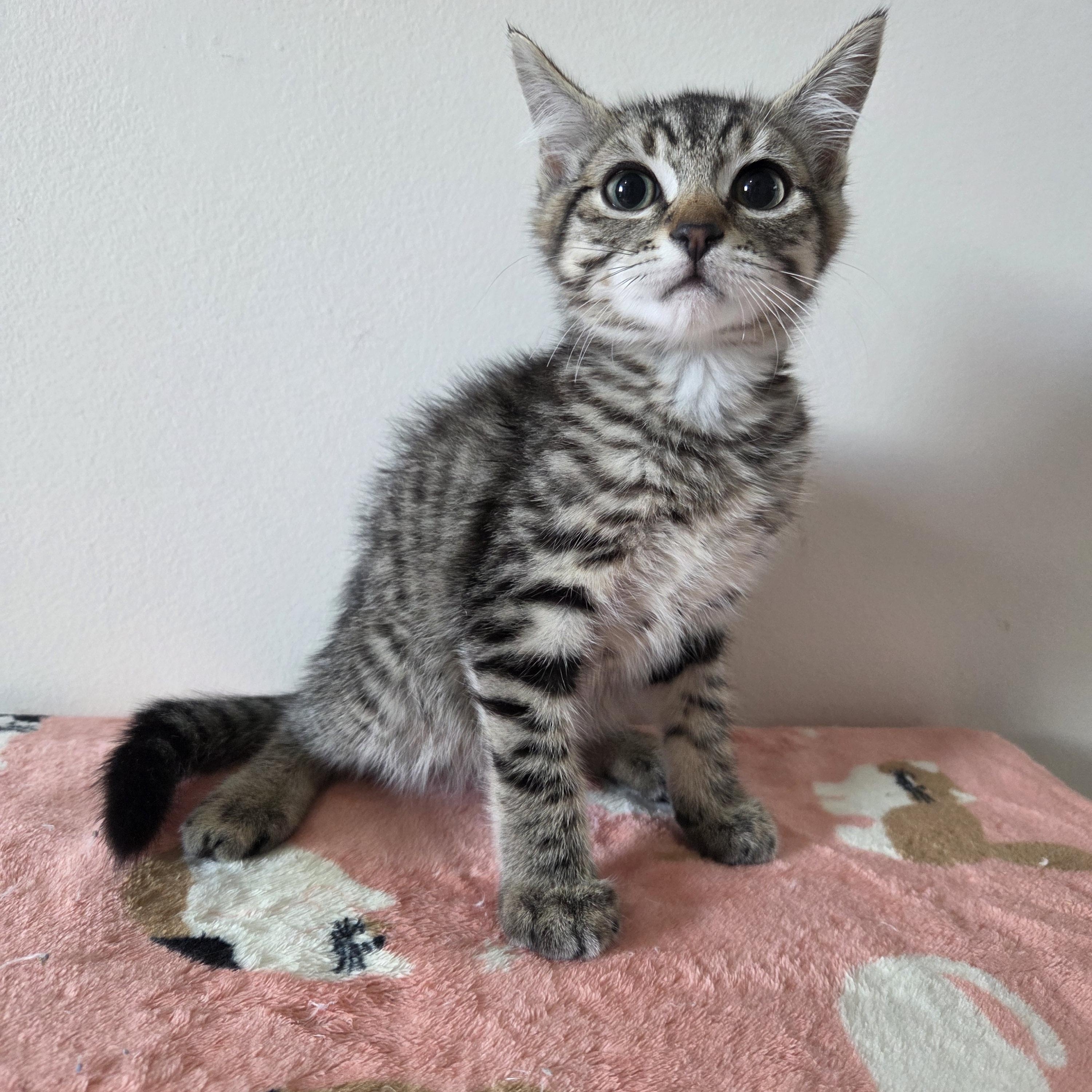 Enlarge Mural - Preadoption ONLY, a ADOPTABLE Domestic Short Hair in Chilliwack, BC image 1/1