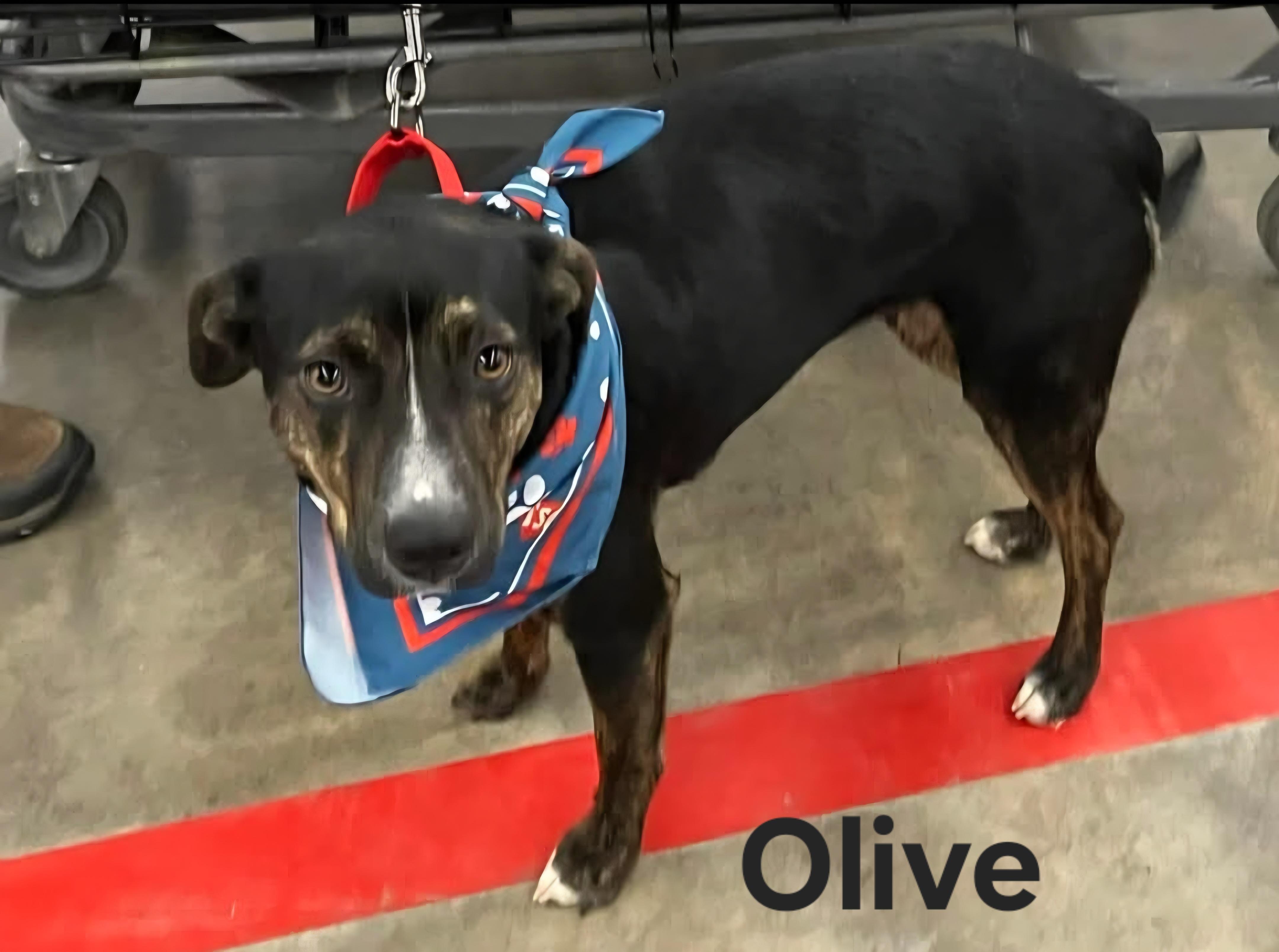 Olive, Adoptable, Young Female Australian Cattle Dog / Blue Heeler.
