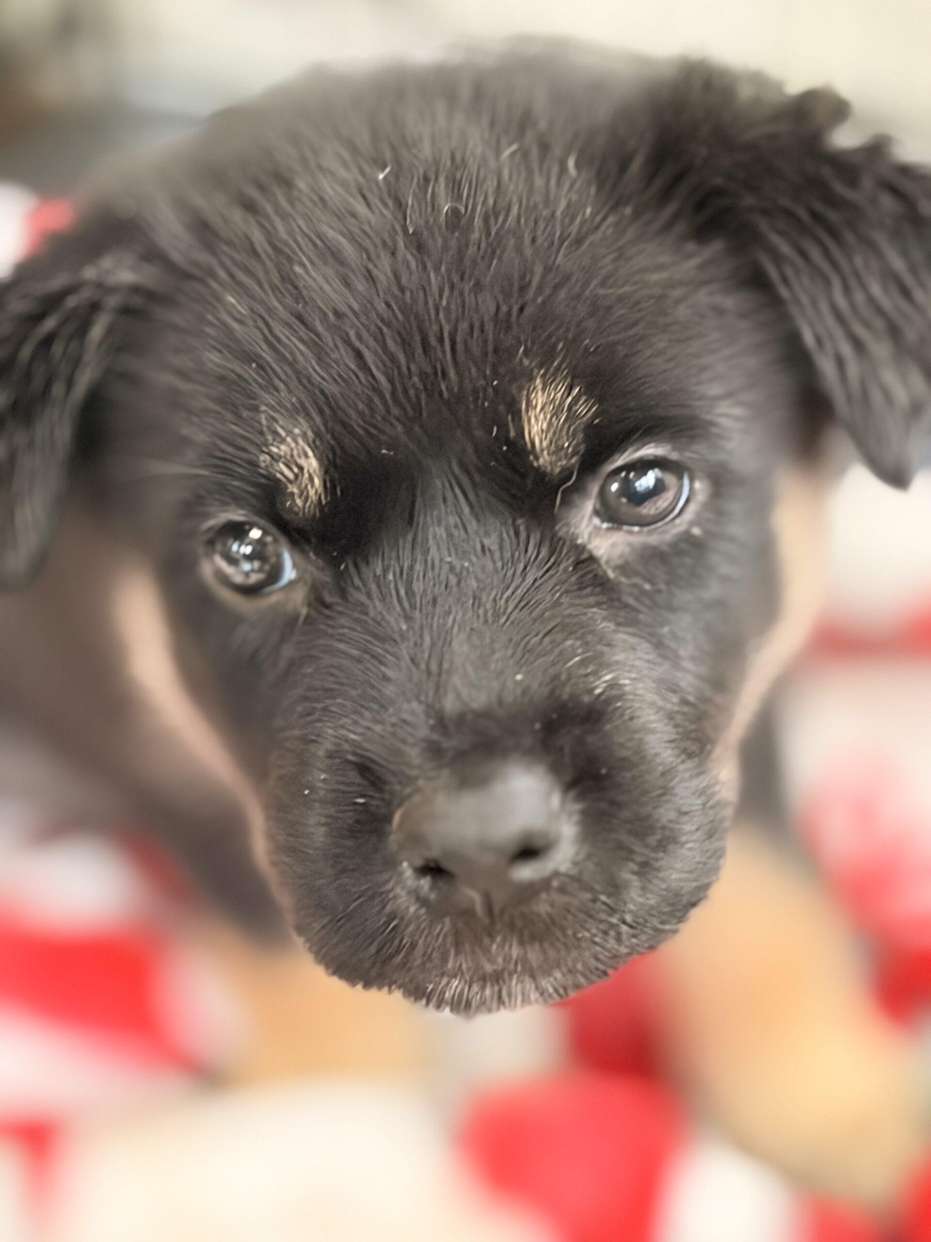 Bubba, Adoptable, Puppy Male German Shepherd Dog & Husky.