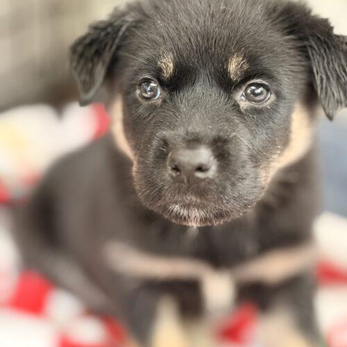 Enlarge Bubba, a Adoptable mixed breed in Vienna, ON image 2/3