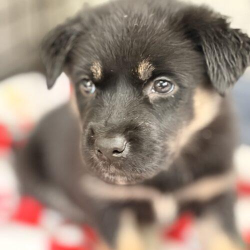 Enlarge Bubba, a Adoptable mixed breed in Vienna, ON image 3/3