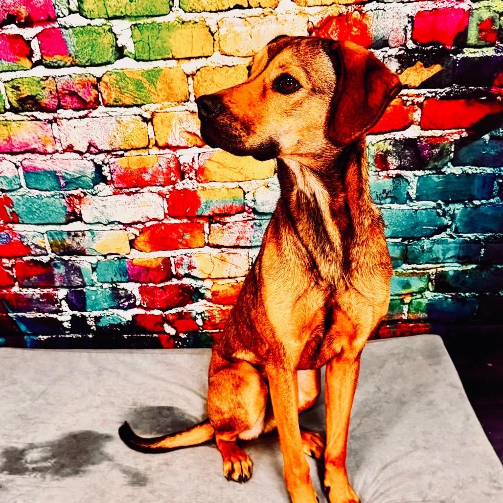 Gaia, Adoptable, Young Female Plott Hound & Black Mouth Cur.