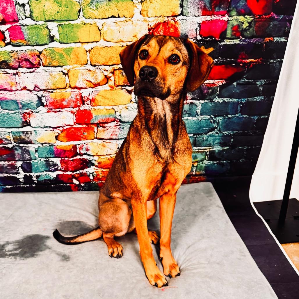 Gaia, a Adoptable mixed breed in Franklin, NC image 2/6