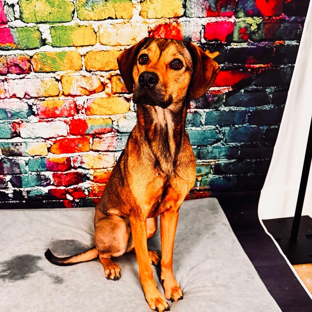 Gaia, a Adoptable mixed breed in Franklin, NC image 3/6