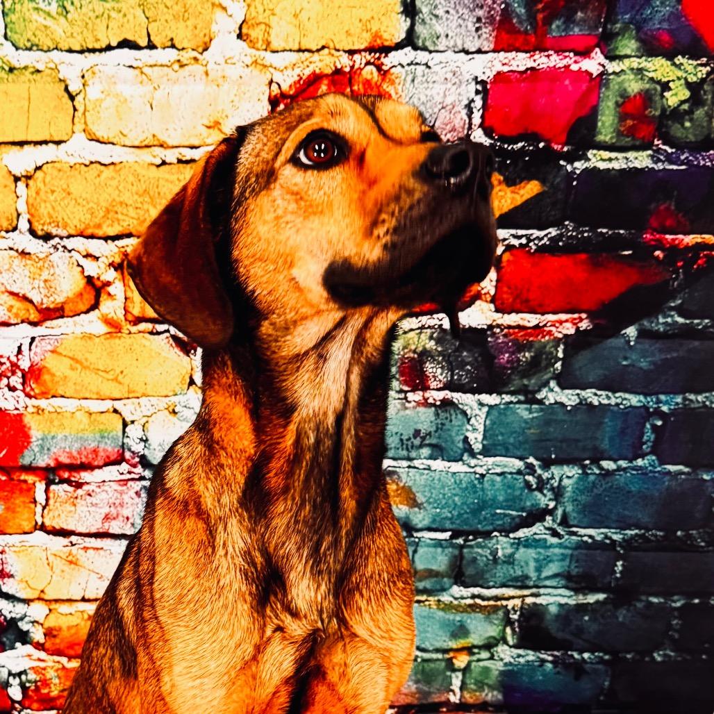 Gaia, a Adoptable mixed breed in Franklin, NC image 5/6