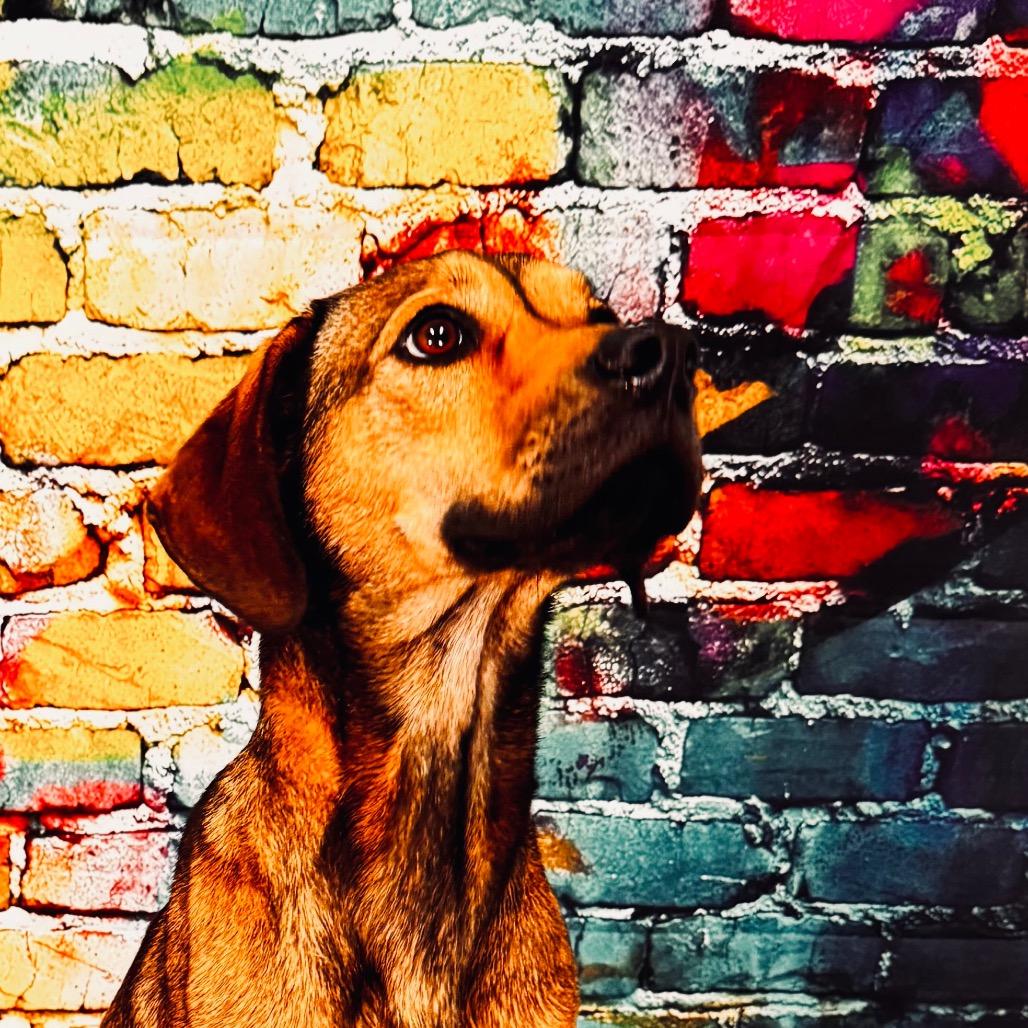 Gaia, a Adoptable mixed breed in Franklin, NC image 6/6