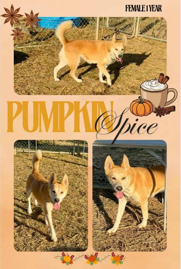 Pumpkin Spice, Adoptable, Young Female Husky & Mixed Breed.