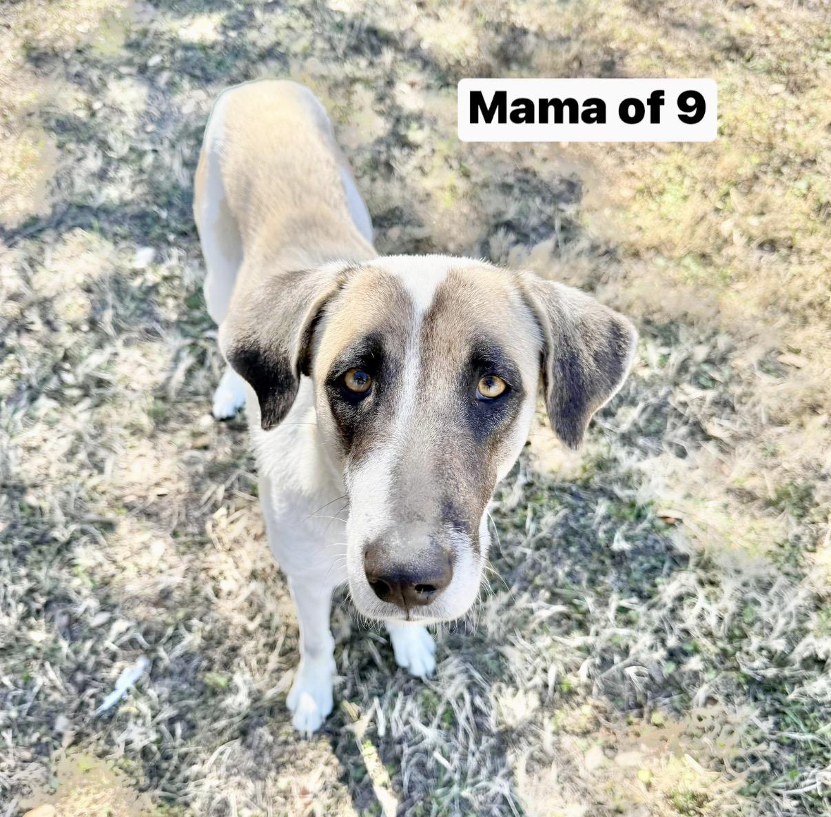 Enlarge Fluffle , a Adoptable Anatolian Shepherd in Bensalem, PA image 6/6