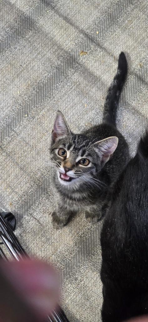 Tinkerbell, Adopted, Kitten Female Domestic Long Hair.