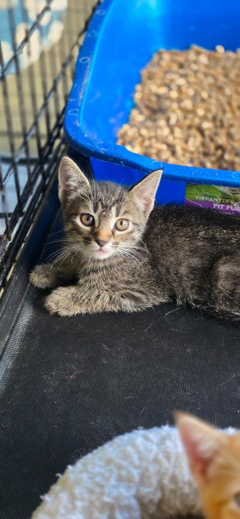 Enlarge Tinkerbell, a Adopted mixed breed in Crossville, TN image 2/6