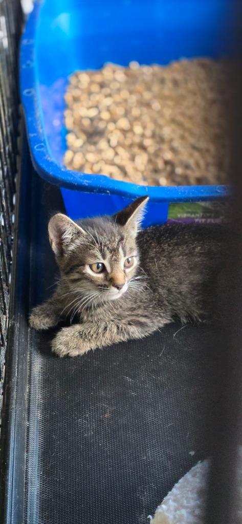 Enlarge Tinkerbell, a Adopted mixed breed in Crossville, TN image 3/6