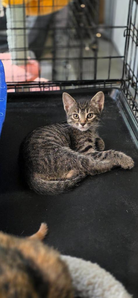 Enlarge Tinkerbell, a Adopted mixed breed in Crossville, TN image 6/6