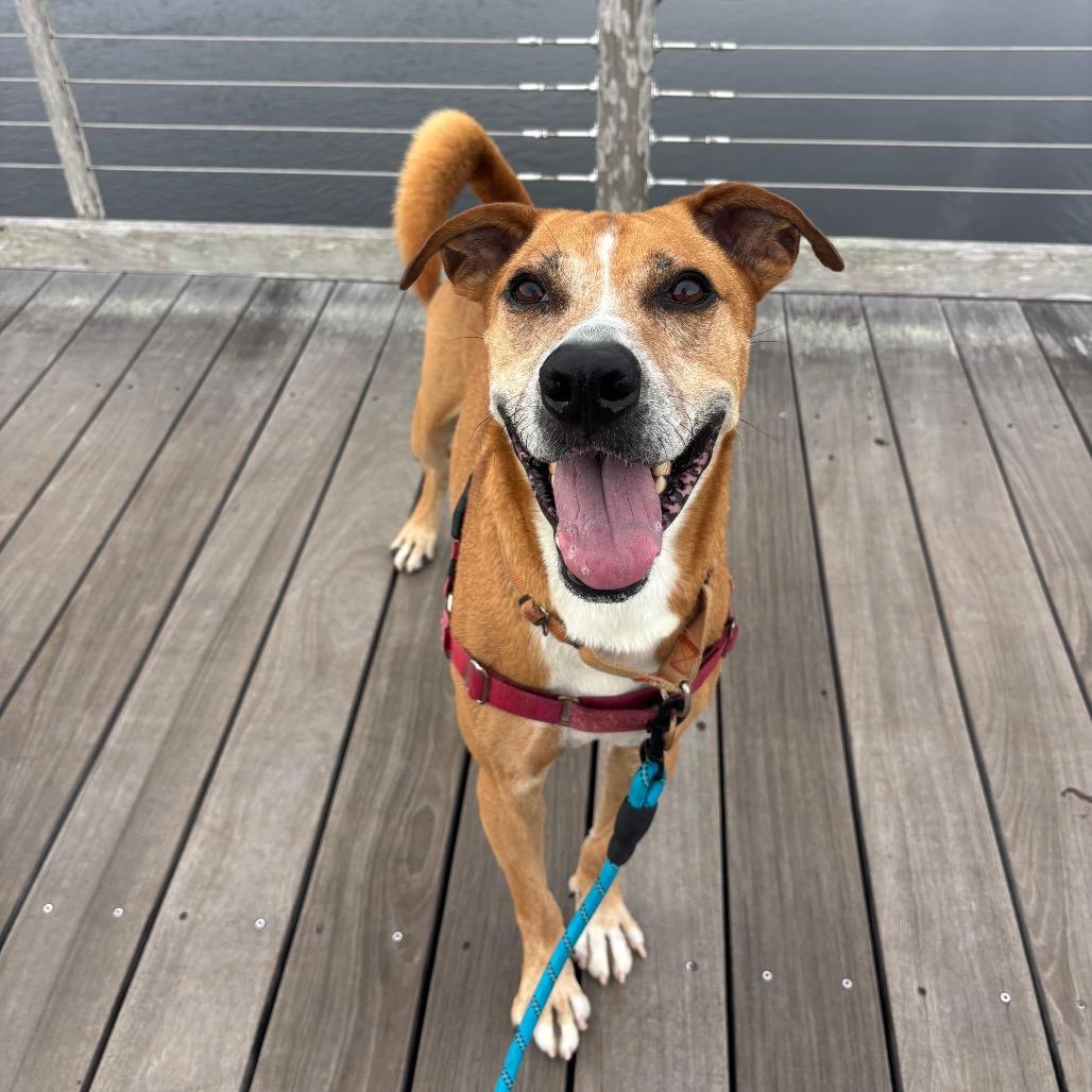 Enlarge Jumanji, a Adoptable Mixed Breed in Naples, FL image 1/5