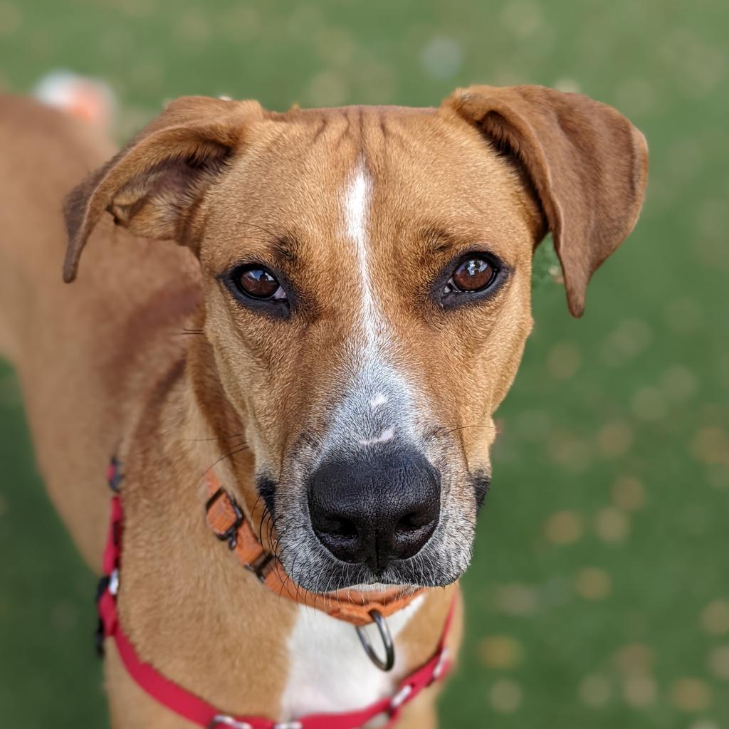 Enlarge Jumanji, a Adoptable Mixed Breed in Naples, FL image 2/5