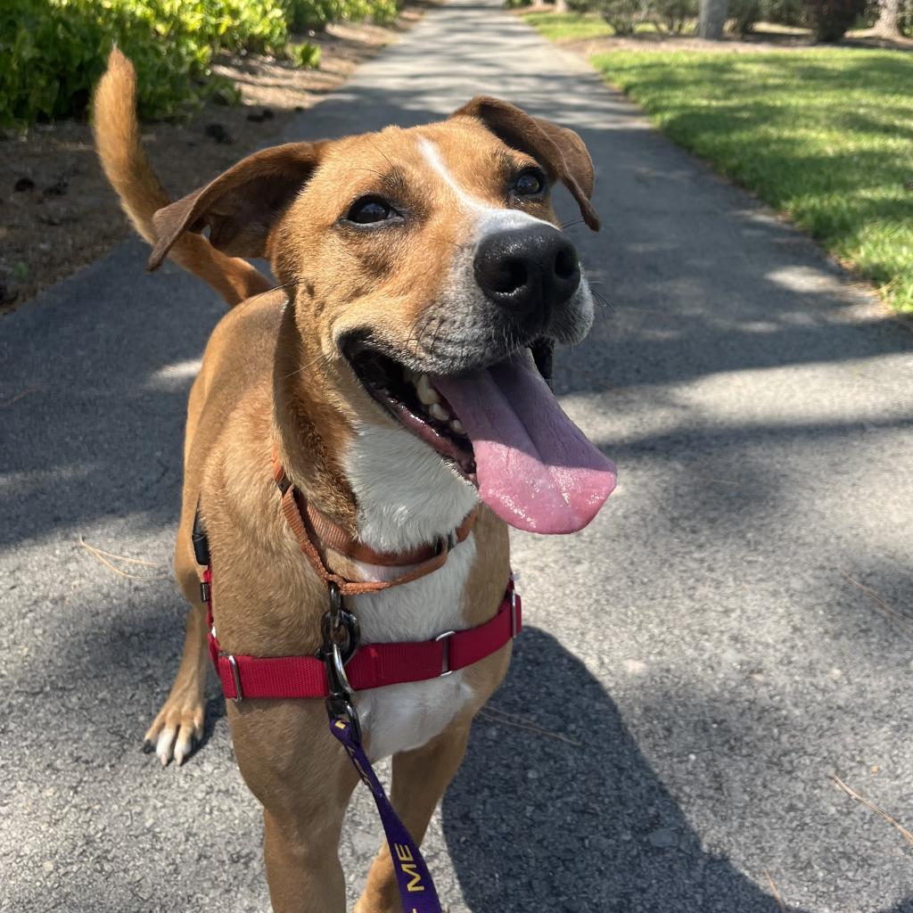 Enlarge Jumanji, a Adoptable Mixed Breed in Naples, FL image 3/5