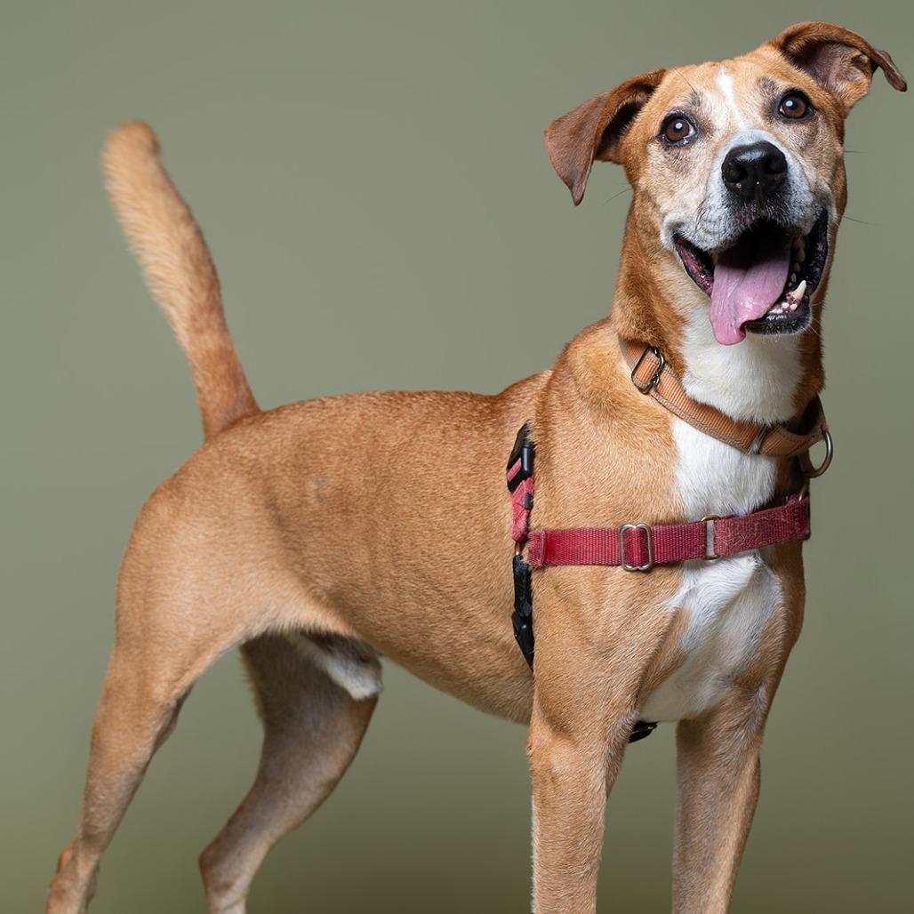 Enlarge Jumanji, a Adoptable Mixed Breed in Naples, FL image 4/5