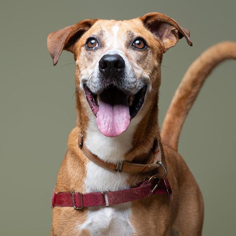 Enlarge Jumanji, a Adoptable Mixed Breed in Naples, FL image 5/5