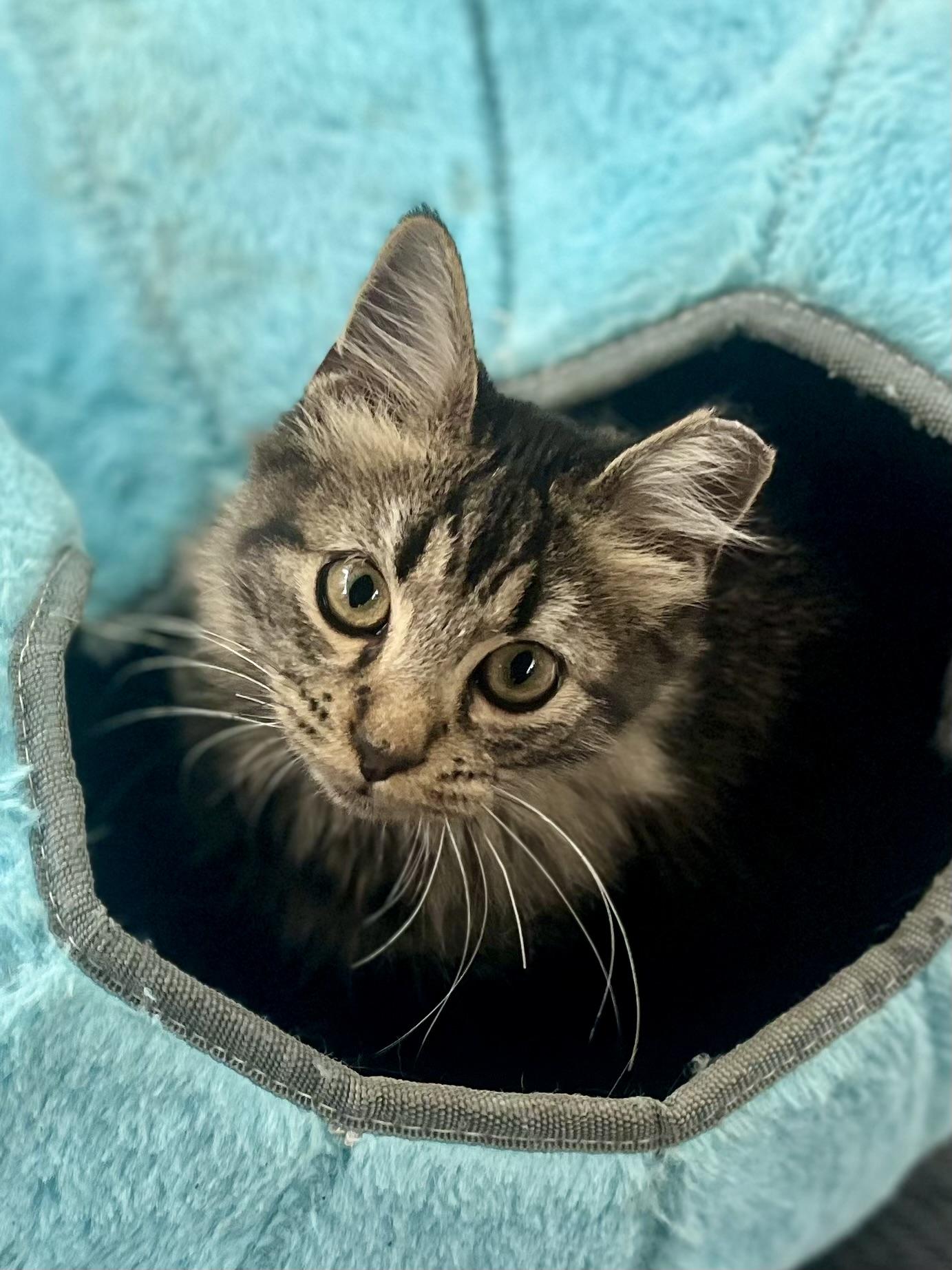 Enlarge Sampson , a ADOPTABLE mixed breed in Plantsville, CT image 1/6