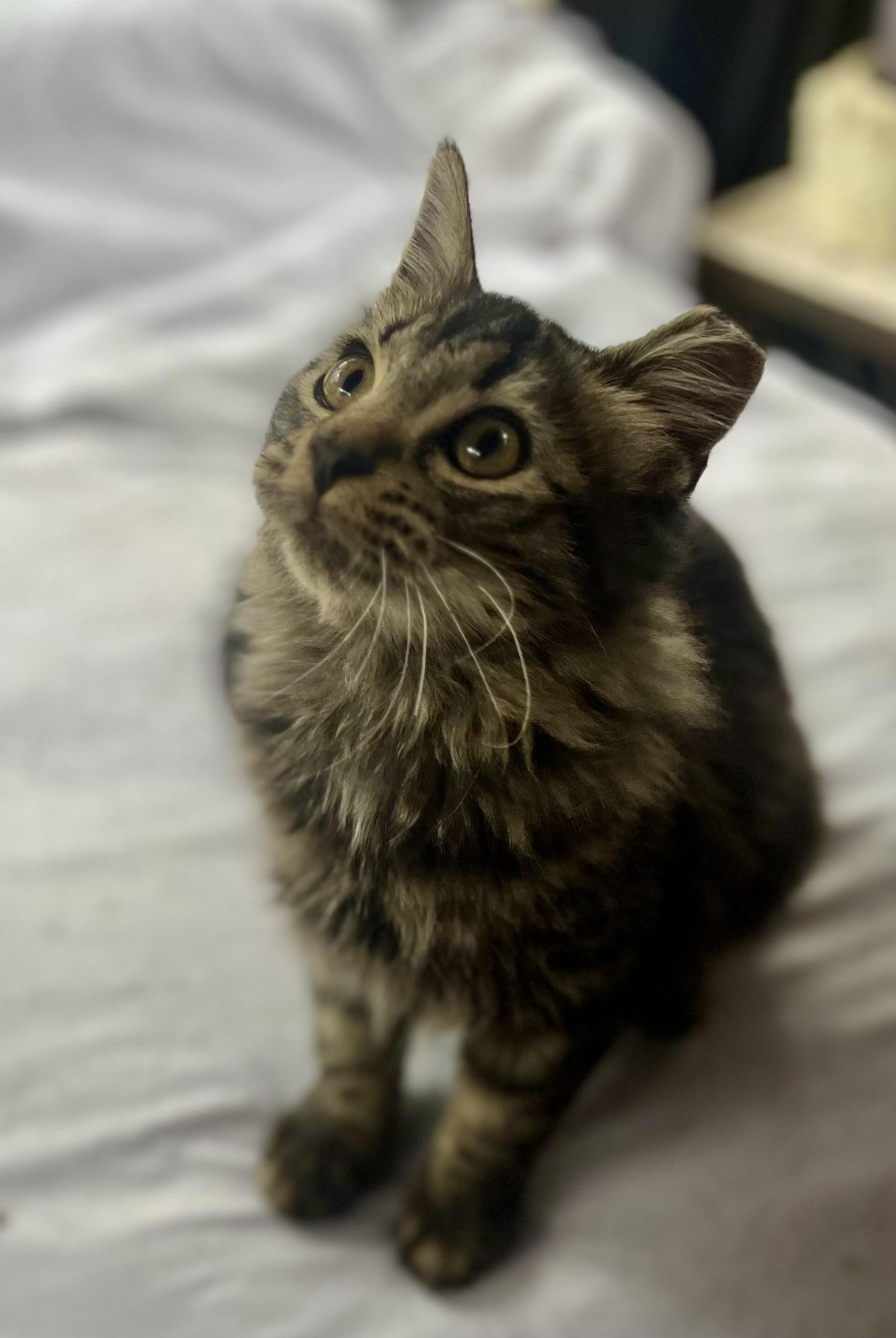 Enlarge Sampson , a ADOPTABLE mixed breed in Plantsville, CT image 3/6