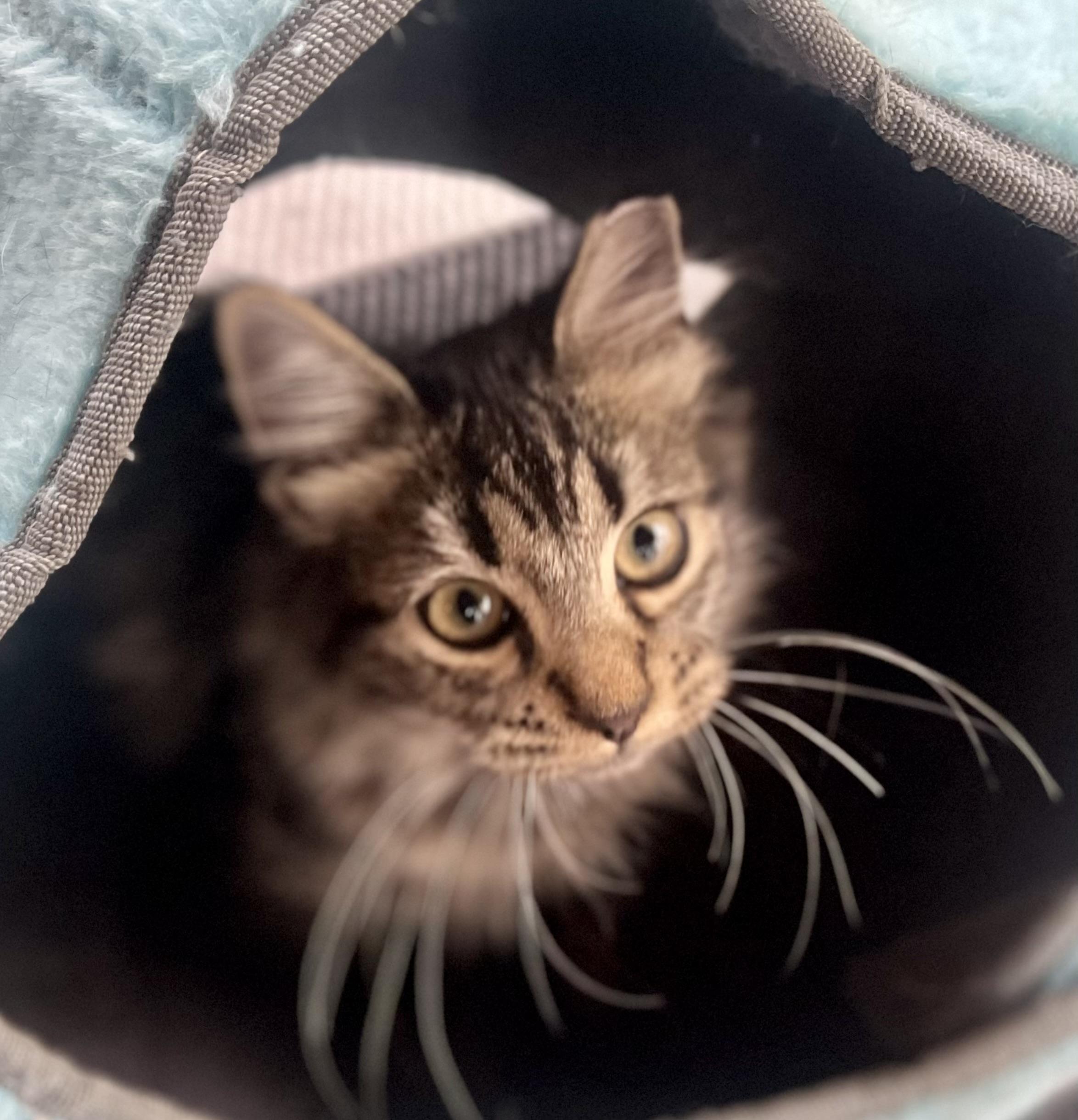 Sampson , ADOPTABLE, Young Male Domestic Medium Hair & Tabby.