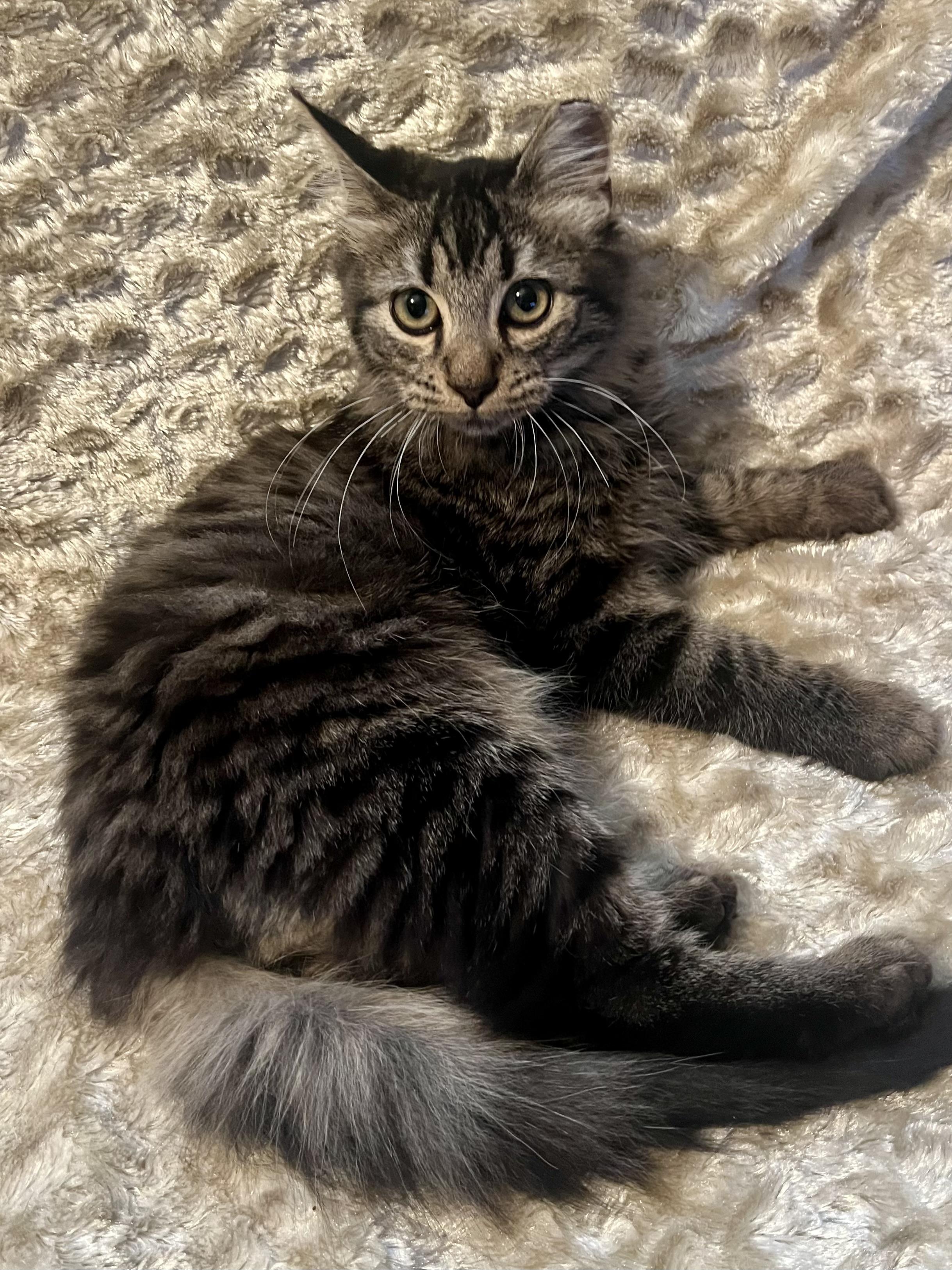 Enlarge Sampson , a ADOPTABLE mixed breed in Plantsville, CT image 5/6