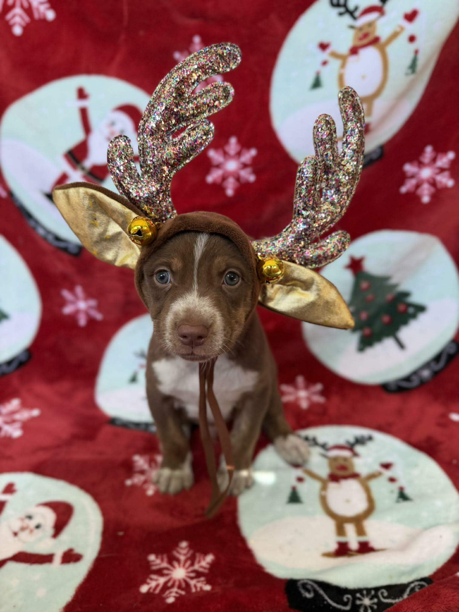 Enlarge Spinach, a ADOPTABLE mixed breed in New York, NY image 1/1