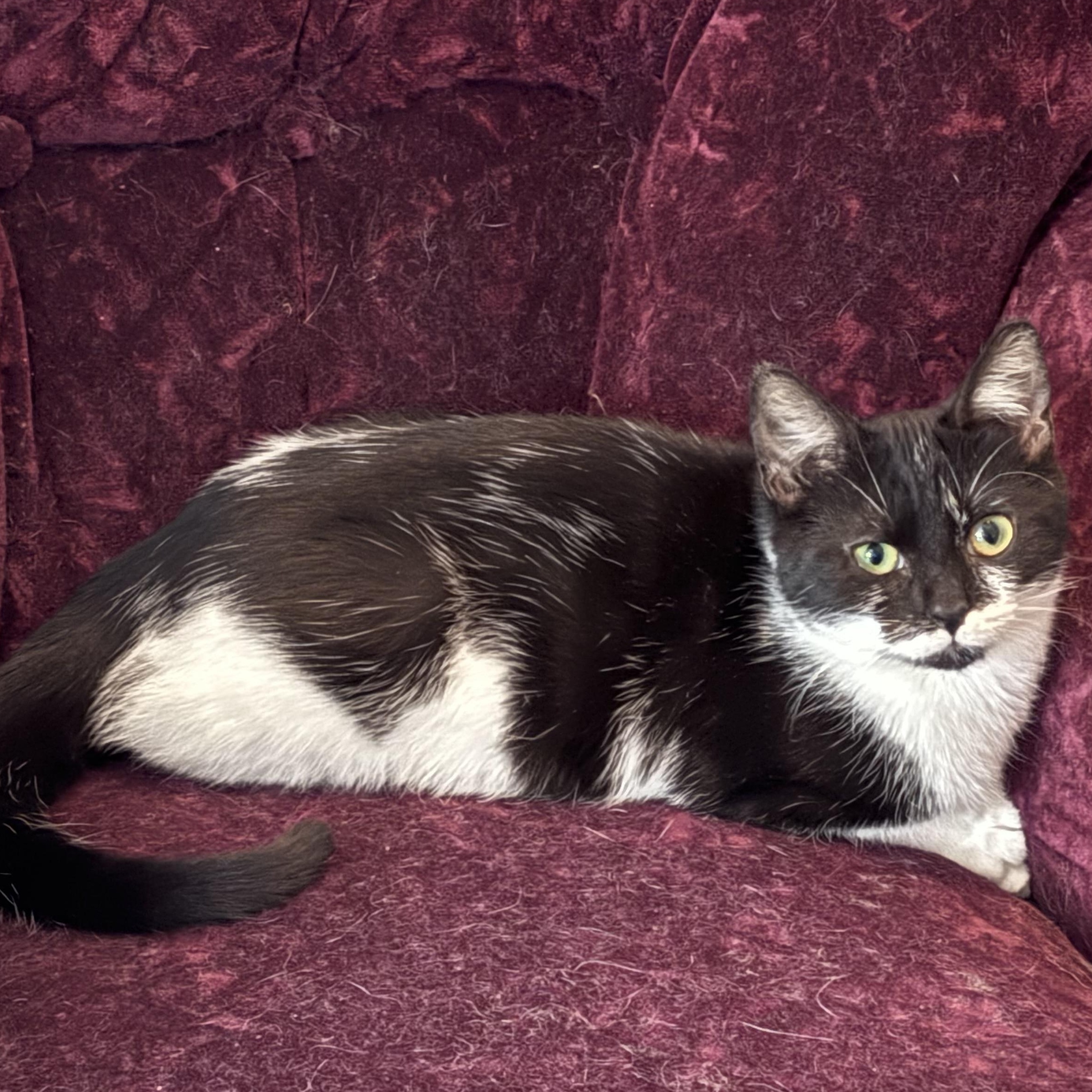 Shirley, ADOPTABLE, Young Female Domestic Short Hair.