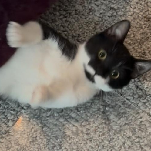 Enlarge Shirley, a ADOPTABLE Domestic Short Hair in Hickory, NC image 2/4