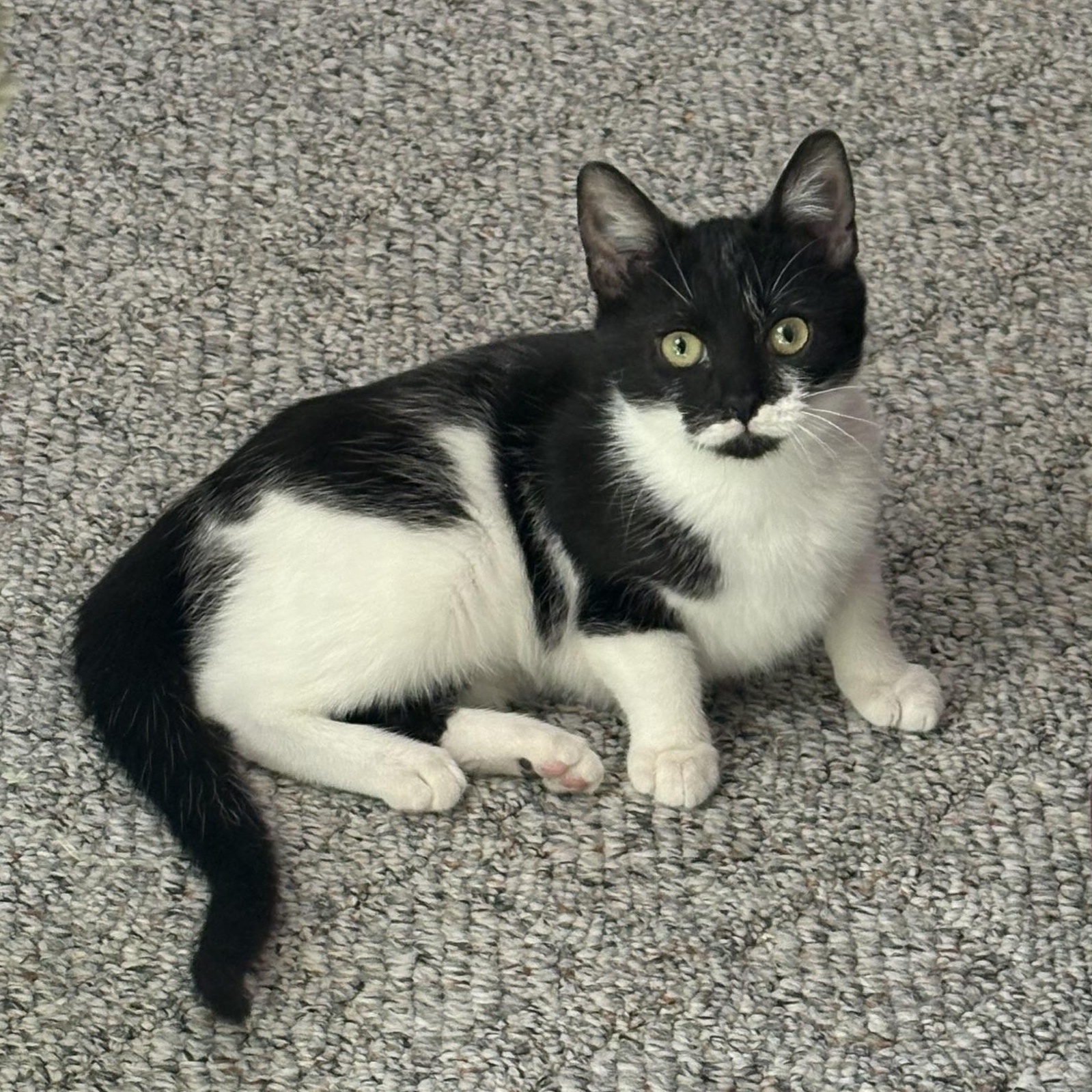 Enlarge Shirley, a ADOPTABLE Domestic Short Hair in Hickory, NC image 3/4