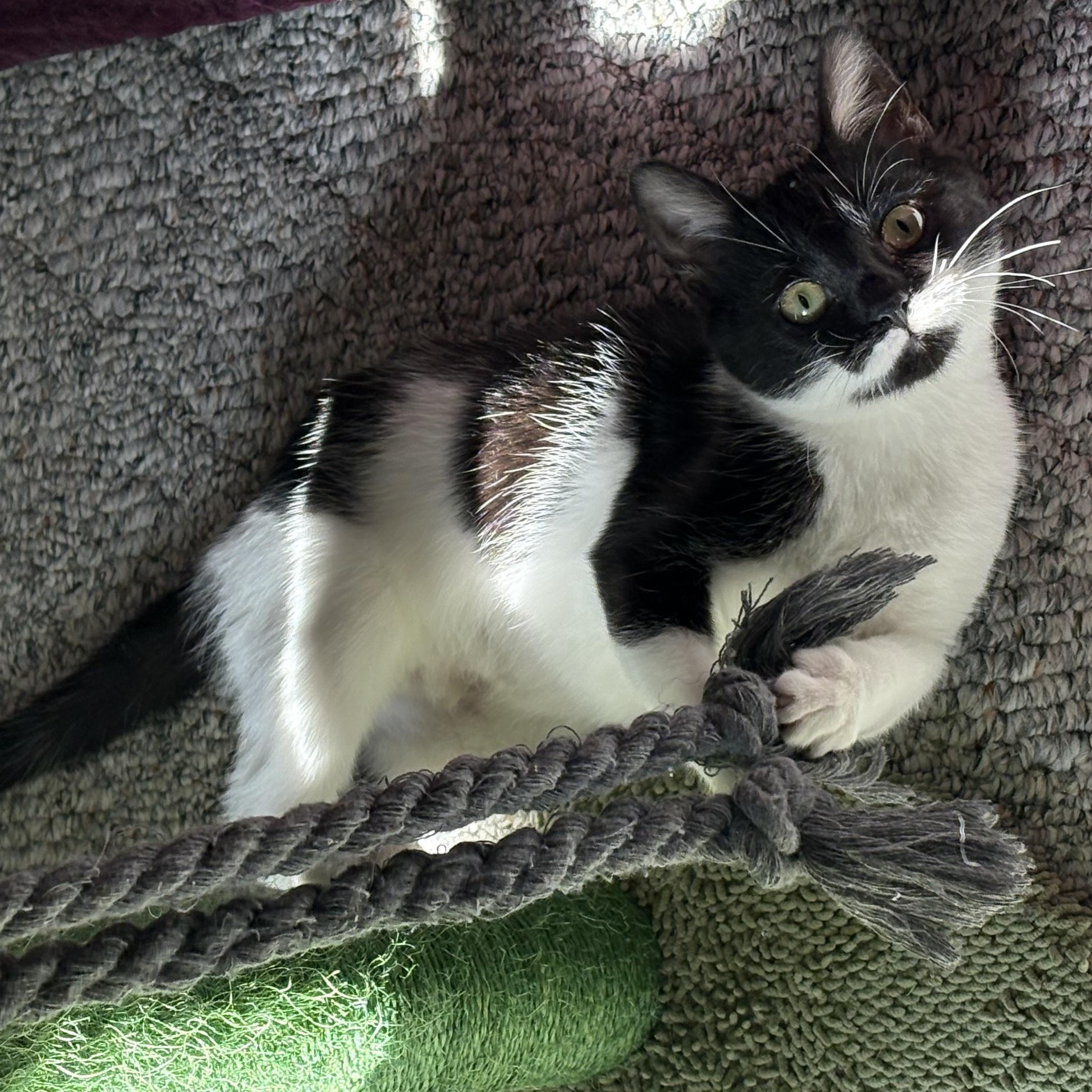 Enlarge Shirley, a ADOPTABLE Domestic Short Hair in Hickory, NC image 4/4