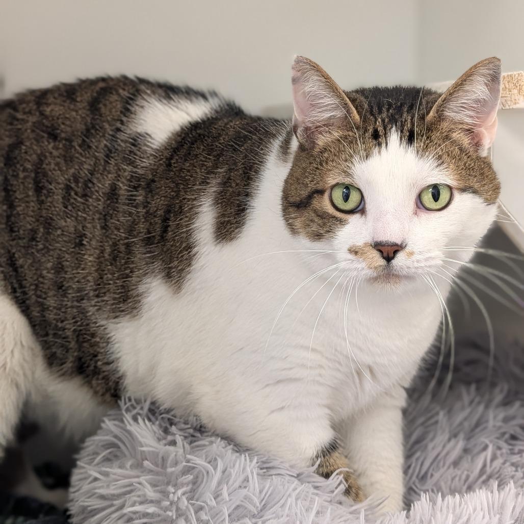 Enlarge Stormy, a Adoptable mixed breed in Jasper, IN image 1/6