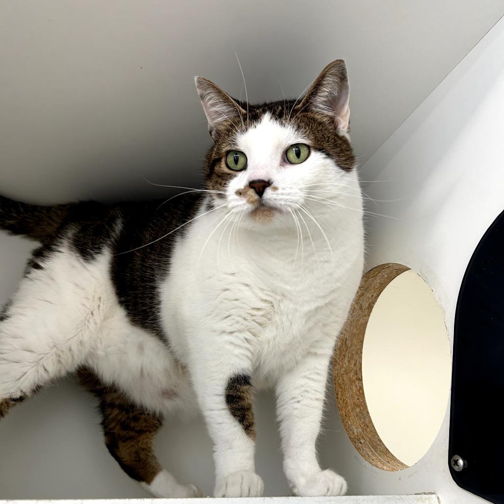 Enlarge Stormy, a Adoptable mixed breed in Jasper, IN image 2/6