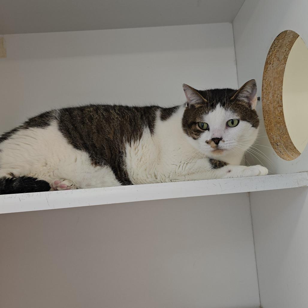 Stormy, Adoptable, Senior Male Domestic Short Hair & Mixed Breed.