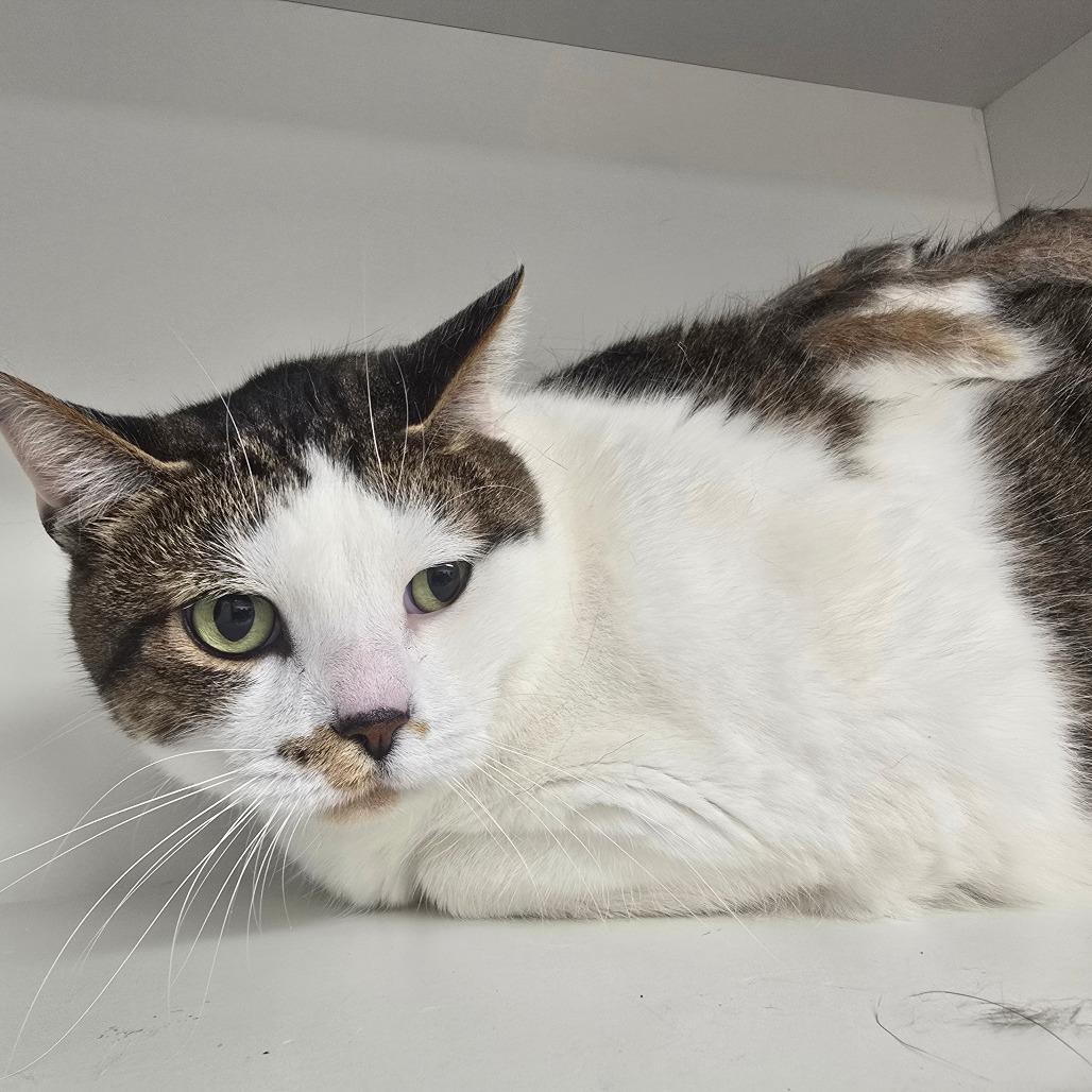 Enlarge Stormy, a Adoptable mixed breed in Jasper, IN image 2/2