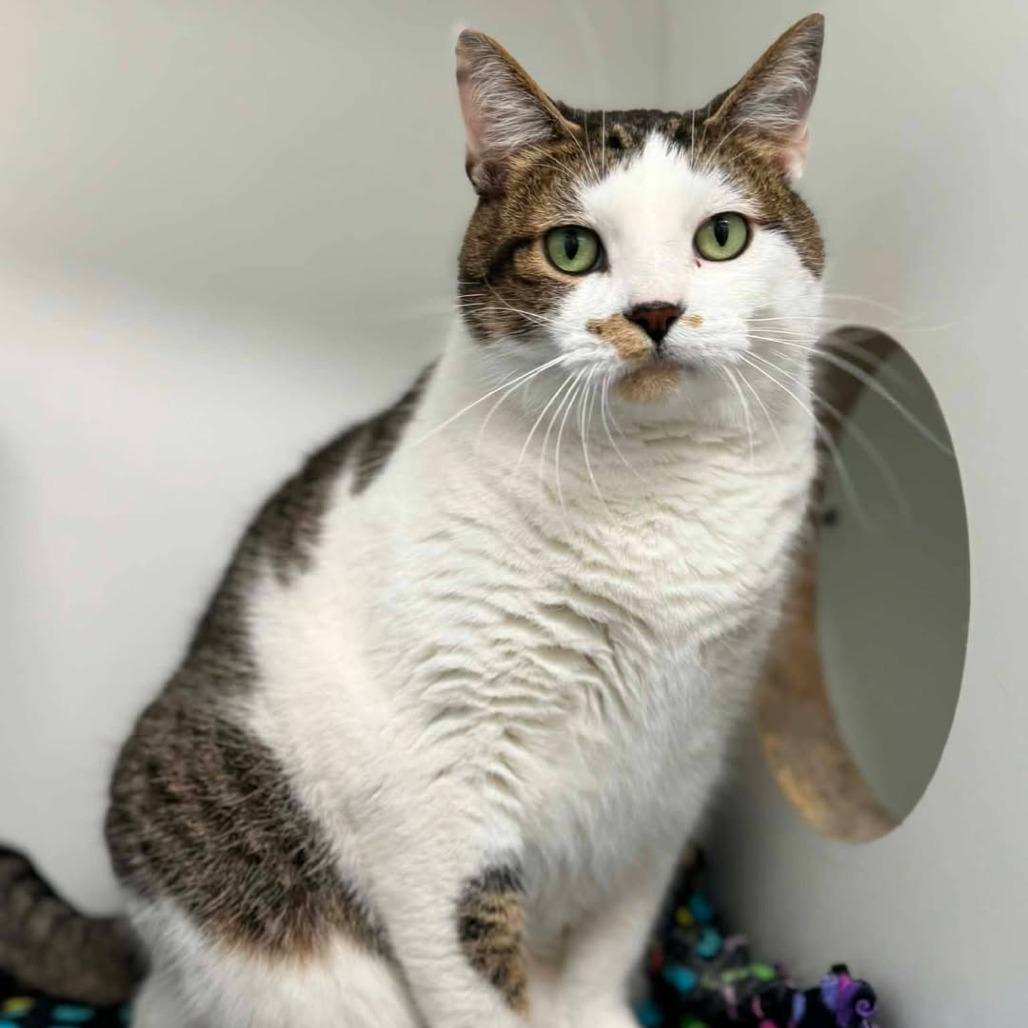 Stormy, a Adoptable mixed breed in Jasper, IN image 3/4