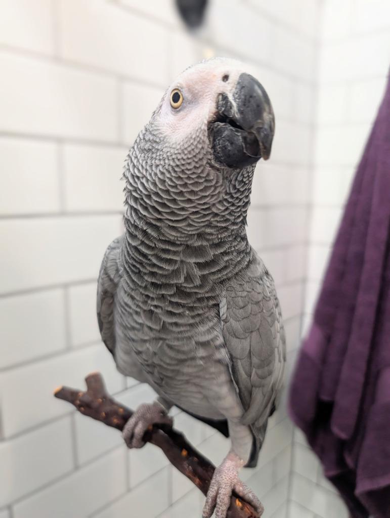 Enlarge Bixby, a Adoptable African Grey in Ballwin, MO image 1/6