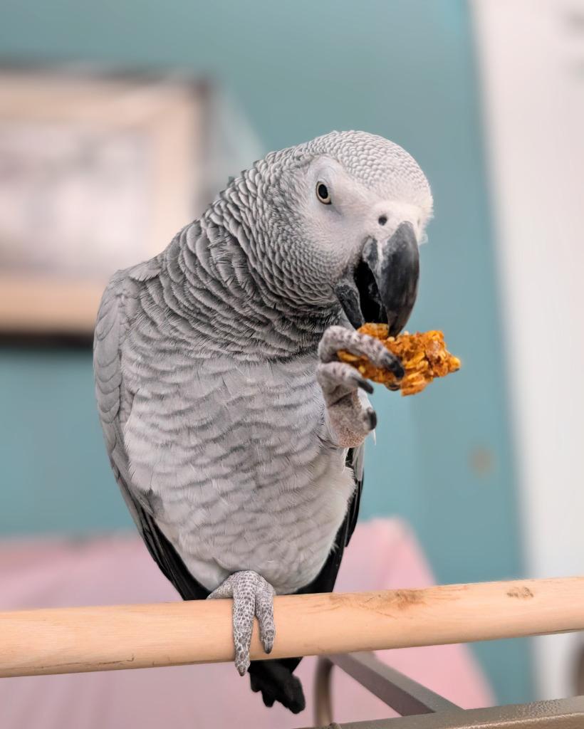 Bixby, a Adoptable African Grey in Ballwin, MO image 2/6