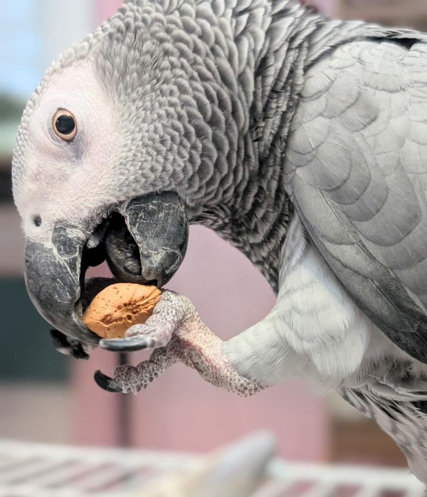 Enlarge Bixby, a Adoptable African Grey in Ballwin, MO image 2/6
