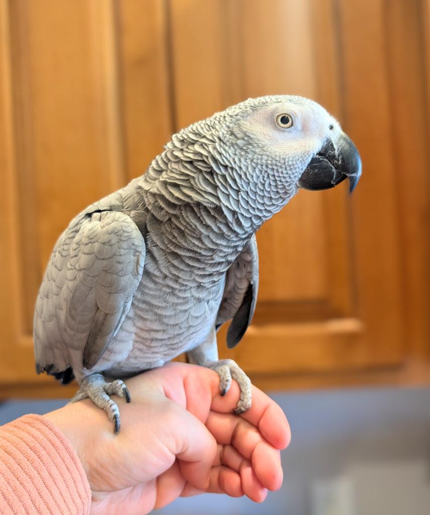 Enlarge Bixby, a Adoptable African Grey in Ballwin, MO image 3/6