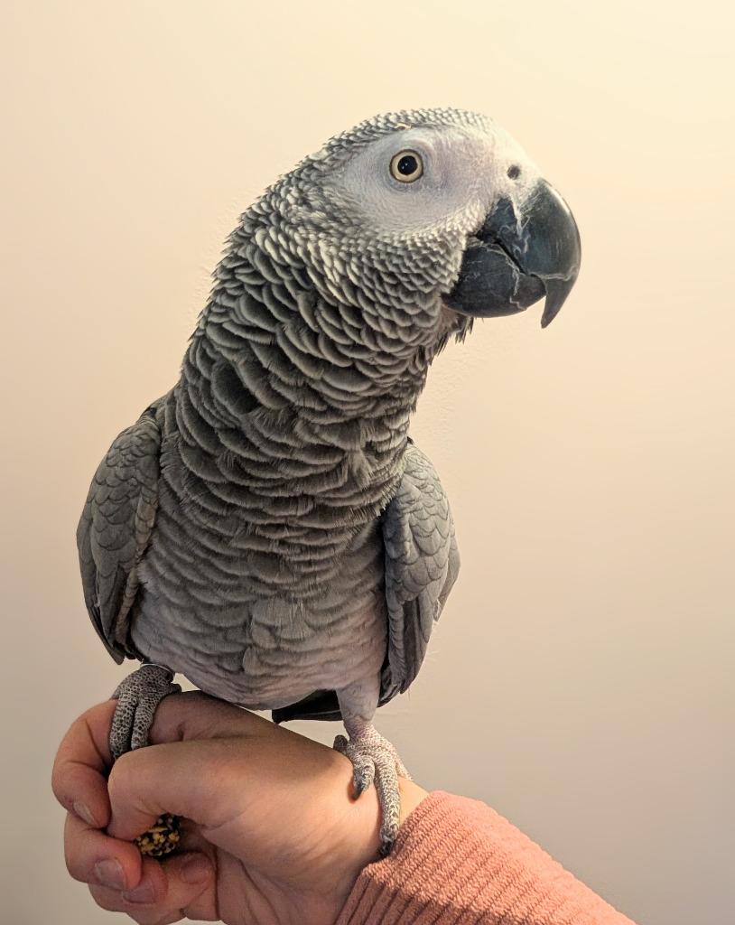 Bixby, a Adoptable African Grey in Ballwin, MO image 4/6