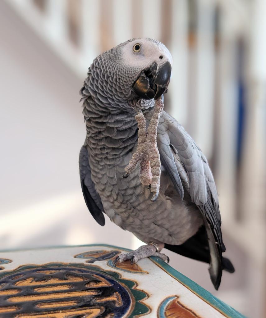 Enlarge Bixby, a Adoptable African Grey in Ballwin, MO image 6/6